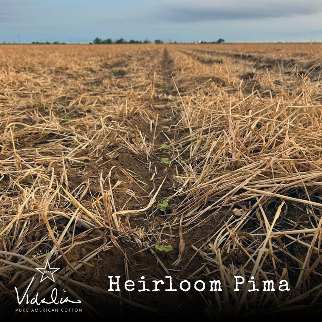 The Benefits of Cover Crop - Vidalia Companies, Inc.