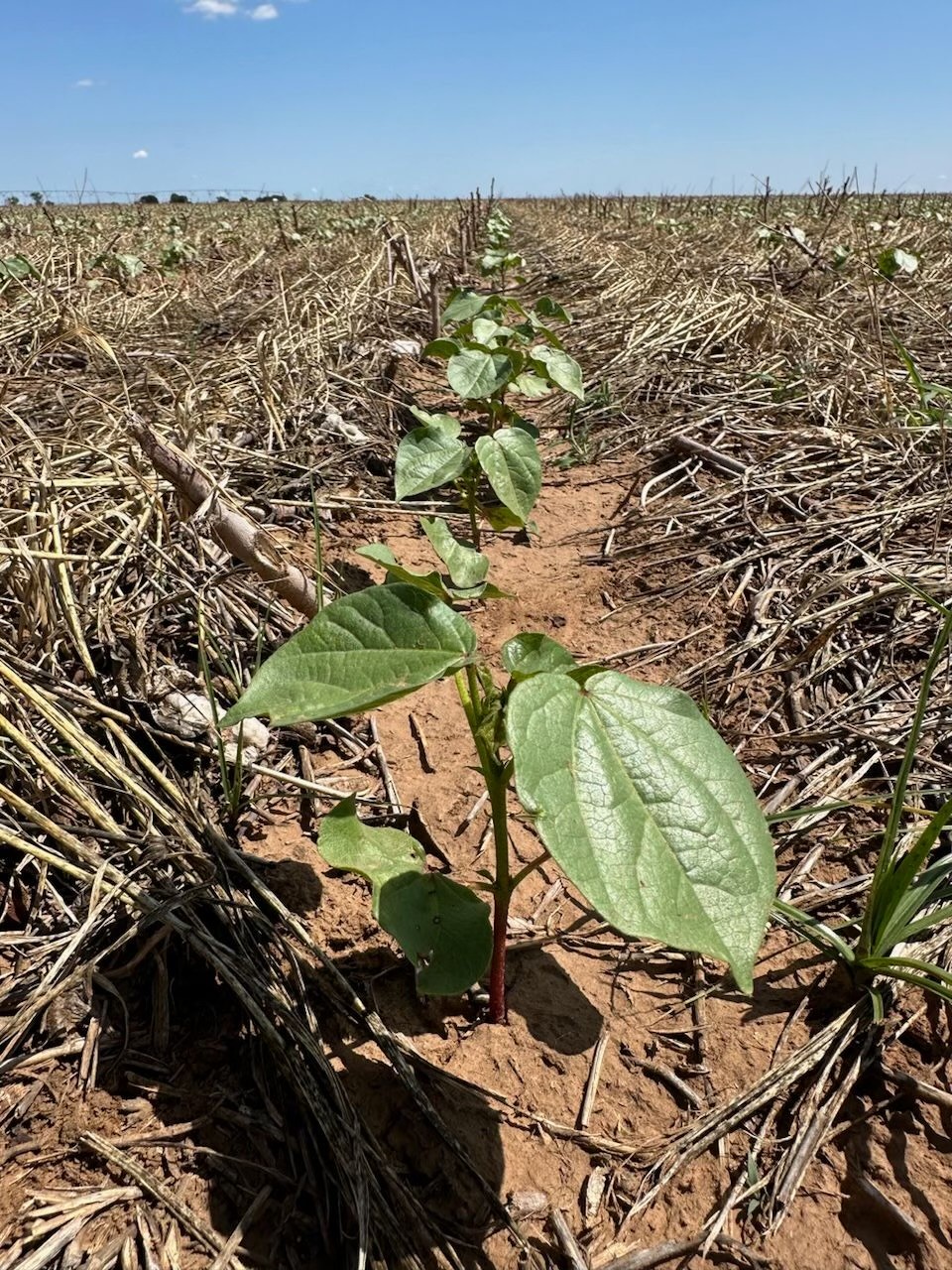 The Benefits of Cover Crop - Vidalia Companies, Inc.